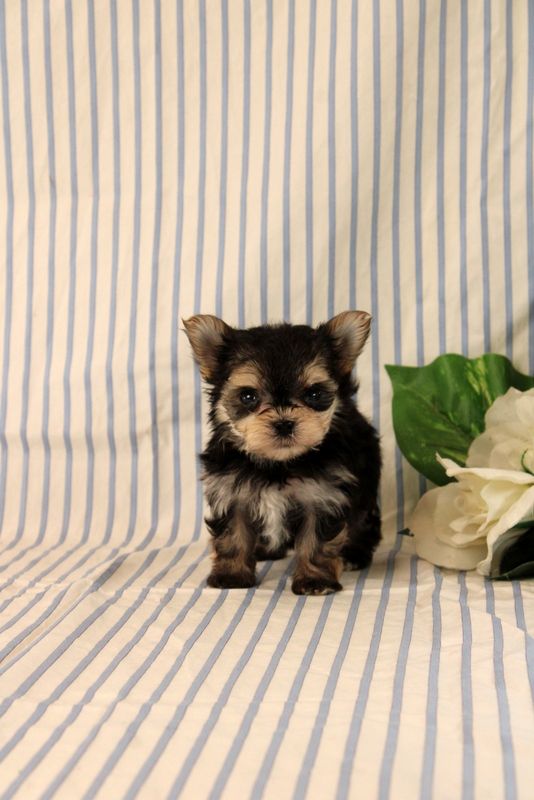 puppy, for, sale, Morkie, Matthew B. Stoltzfus, dog, breeder, Gap, PA, dog-breeder, puppy-for-sale, forsale, nearby, find, puppyfind, locator, puppylocator, aca